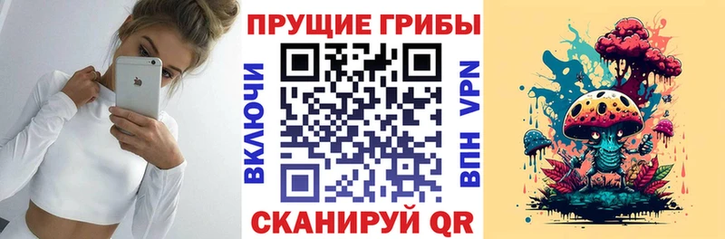 Купить где  Красный Кут  Галлюциногенные грибы Psilocybe 
